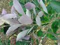 Arabian Lilac / Vitex trifoliata 